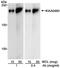 Regulation Of Nuclear Pre-MRNA Domain Containing 2 antibody, NBP1-97932, Novus Biologicals, Western Blot image 