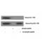 H3 Histone Family Member 3B antibody, LS-C383945, Lifespan Biosciences, Western Blot image 