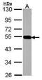 MUARP2 antibody, PA5-22380, Invitrogen Antibodies, Western Blot image 