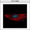 RNA Binding Motif Protein 28 antibody, GTX110268, GeneTex, Immunofluorescence image 
