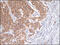 Lymphocyte Antigen 75 antibody, 51-093, ProSci, Immunohistochemistry paraffin image 