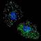Lysosomal Associated Membrane Protein 3 antibody, abx030168, Abbexa, Western Blot image 
