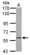 Splicing factor 3A subunit 3 antibody, NBP2-20325, Novus Biologicals, Western Blot image 