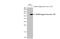 Norovirus antibody, GTX134380, GeneTex, Western Blot image 