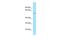 CCZ1 Homolog, Vacuolar Protein Trafficking And Biogenesis Associated antibody, PA5-70672, Invitrogen Antibodies, Western Blot image 