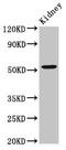 Tis11d antibody, LS-C680072, Lifespan Biosciences, Western Blot image 