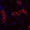 Uromodulin antibody, MAB5175, R&D Systems, Immunohistochemistry frozen image 