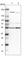 WD40 repeat-containing protein SMU1 antibody, HPA019708, Atlas Antibodies, Western Blot image 