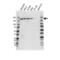 DNA Topoisomerase II Alpha antibody, VMA00674, Bio-Rad (formerly AbD Serotec) , Western Blot image 