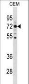 Male Germ Cell Associated Kinase antibody, LS-C157875, Lifespan Biosciences, Western Blot image 