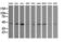 Calreticulin 3 antibody, M11337, Boster Biological Technology, Western Blot image 