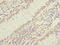 Dynein Cytoplasmic 1 Intermediate Chain 1 antibody, orb41052, Biorbyt, Immunohistochemistry paraffin image 