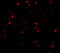 ATPase Family AAA Domain Containing 3A antibody, A06057, Boster Biological Technology, Immunofluorescence image 