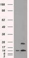 Transmembrane Protein 100 antibody, LS-C784350, Lifespan Biosciences, Western Blot image 