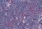 Cyclin Dependent Kinase 1 antibody, MA1-19057, Invitrogen Antibodies, Immunohistochemistry frozen image 