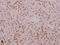 Cyclin E1 antibody, A00543T395, Boster Biological Technology, Immunohistochemistry frozen image 