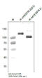 Kinase Insert Domain Receptor antibody, DP3509S, Origene, Western Blot image 
