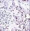 Non-POU Domain Containing Octamer Binding antibody, LS-C162935, Lifespan Biosciences, Immunohistochemistry frozen image 