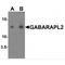 GABA Type A Receptor Associated Protein Like 2 antibody, TA349071, Origene, Western Blot image 