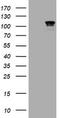 Catenin Delta 1 antibody, LS-C789034, Lifespan Biosciences, Western Blot image 