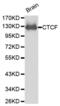 CCCTC-Binding Factor antibody, abx001047, Abbexa, Western Blot image 