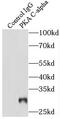 Protein Kinase CAMP-Activated Catalytic Subunit Alpha antibody, FNab06478, FineTest, Immunoprecipitation image 