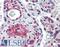 Symplekin antibody, LS-B6171, Lifespan Biosciences, Immunohistochemistry frozen image 