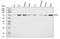 Potassium voltage-gated channel subfamily KQT member 1 antibody, A00310-1, Boster Biological Technology, Western Blot image 
