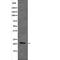 Stathmin 2 antibody, abx218806, Abbexa, Western Blot image 