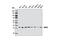 Malate Dehydrogenase 2 antibody, 8610S, Cell Signaling Technology, Western Blot image 