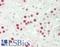 DNA ligase 3 antibody, LS-B14872, Lifespan Biosciences, Immunohistochemistry paraffin image 