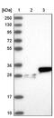 High Mobility Group Box 2 antibody, PA5-51945, Invitrogen Antibodies, Western Blot image 