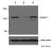 DNA Methyltransferase 1 antibody, ab13537, Abcam, Western Blot image 