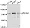 Autophagy Related 16 Like 1 antibody, A11969, ABclonal Technology, Western Blot image 