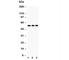 Kruppel Like Factor 4 antibody, R31335, NSJ Bioreagents, Western Blot image 