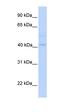 Metallophosphoesterase Domain Containing 2 antibody, orb324976, Biorbyt, Western Blot image 