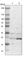 GP25L2 antibody, HPA014650, Atlas Antibodies, Western Blot image 