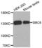 Structural Maintenance Of Chromosomes 6 antibody, abx001892, Abbexa, Western Blot image 