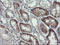 C-Type Lectin Domain Family 4 Member E antibody, LS-C174145, Lifespan Biosciences, Immunohistochemistry frozen image 