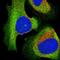 EPS8 Like 2 antibody, HPA041143, Atlas Antibodies, Immunofluorescence image 