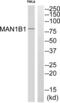 ER mannosidase 1 antibody, abx014460, Abbexa, Western Blot image 