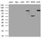 Transglutaminase 2 antibody, LS-C791943, Lifespan Biosciences, Western Blot image 