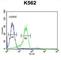 Enamelin antibody, abx032631, Abbexa, Western Blot image 