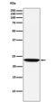 C-Type Lectin Domain Family 3 Member B antibody, M08805-1, Boster Biological Technology, Western Blot image 