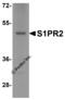 Sphingosine 1-phosphate receptor 2 antibody, 8229, ProSci, Western Blot image 