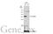 Emerin antibody, GTX113427, GeneTex, Western Blot image 