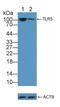 Toll Like Receptor 5 antibody, LS-C296702, Lifespan Biosciences, Western Blot image 