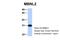 Muscleblind Like Splicing Regulator 2 antibody, NBP1-79451, Novus Biologicals, Western Blot image 