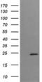 Trafficking Protein Particle Complex 4 antibody, MA5-26173, Invitrogen Antibodies, Western Blot image 