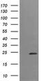 Trafficking Protein Particle Complex 4 antibody, MA5-26173, Invitrogen Antibodies, Western Blot image 